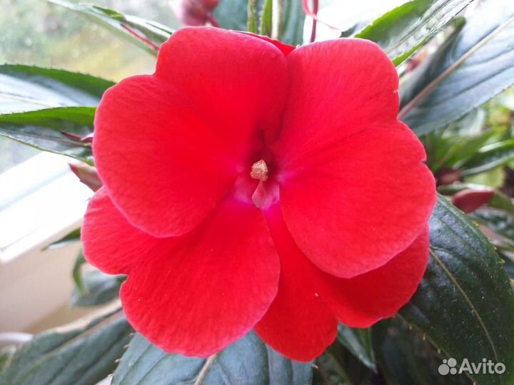 Бальзамины новогвинейские