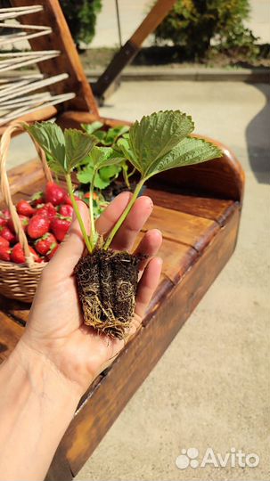 Клубника ремонтантная(саженцы)