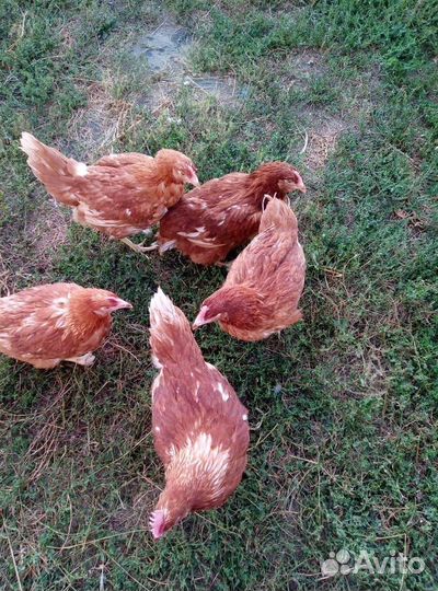 Куры молодки