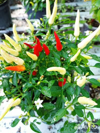 Декоративный перчик