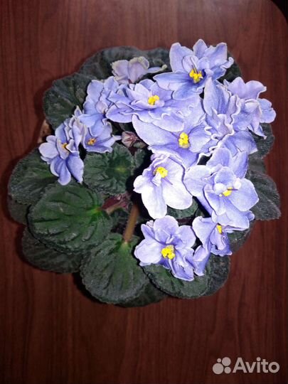 Взрослая фиалка с цветами