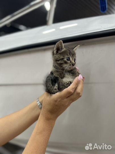 Котята в добрые руки мальчики