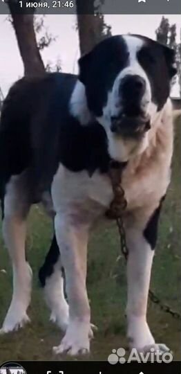 Щенки алабая