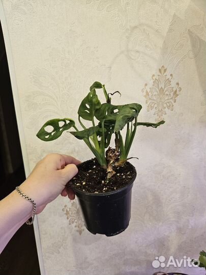 Монстера манки маск