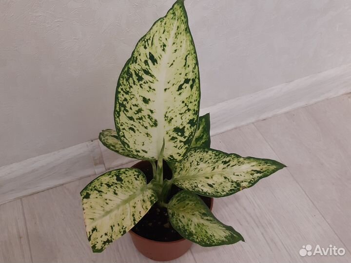 Дифенбахии,Аглаонемы