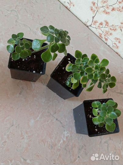 Аихризон дерево любви Замиокулькас долларовое дере