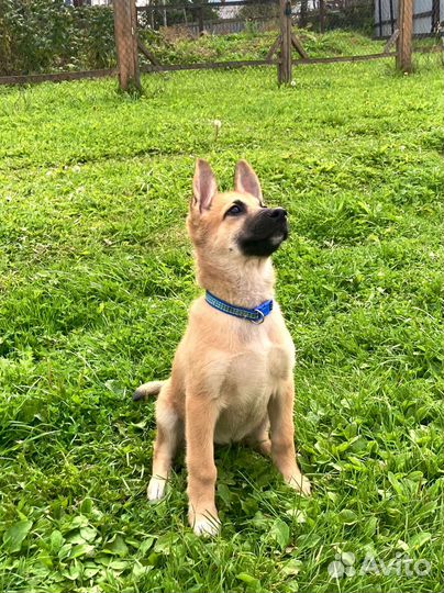 Девочка Джесси