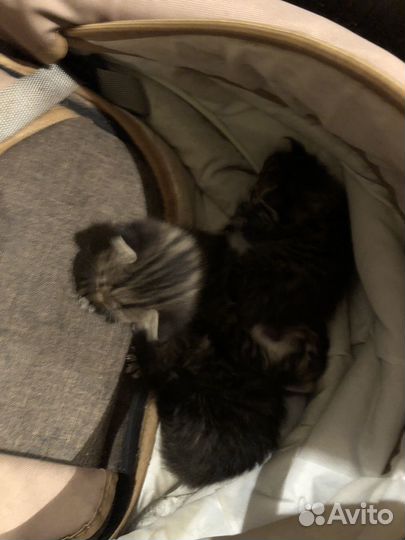 Котята шотландцы