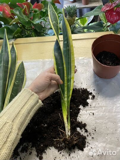 Сансевиерия блэк голд экстрим