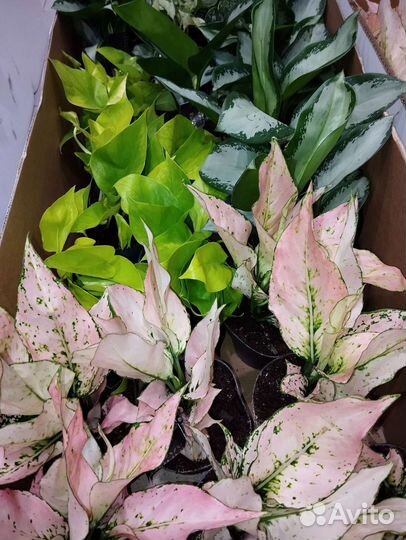 Аглаонема рози,каладиум,дисхидия,алоказия мело