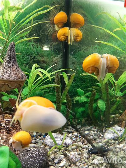 Аквариумные улитки Ампулярия