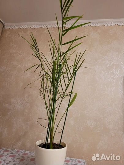 Финиковая пальма