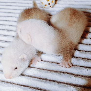 Хорьки - экзотики