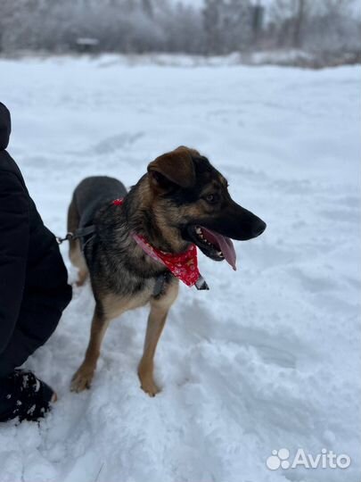 Очень умная девочка в поисках дома