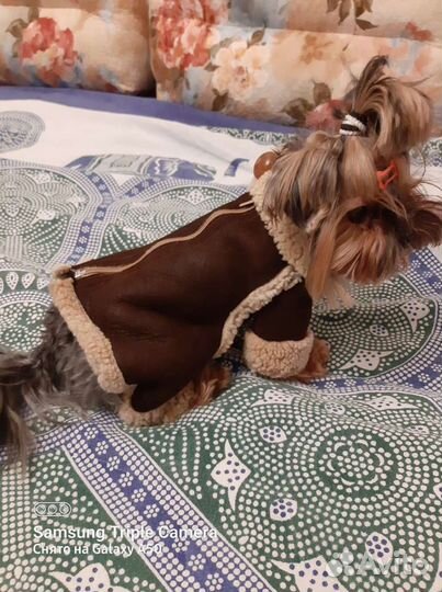 Комбензон -дублёнка для собачки весом 3-5кг