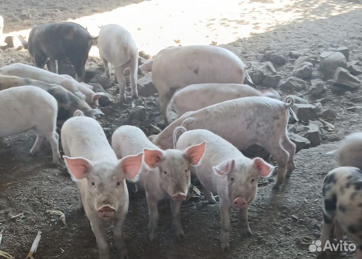 Поросята русская белая