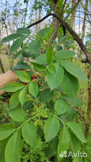 Саженцы и семена лекарственных растений