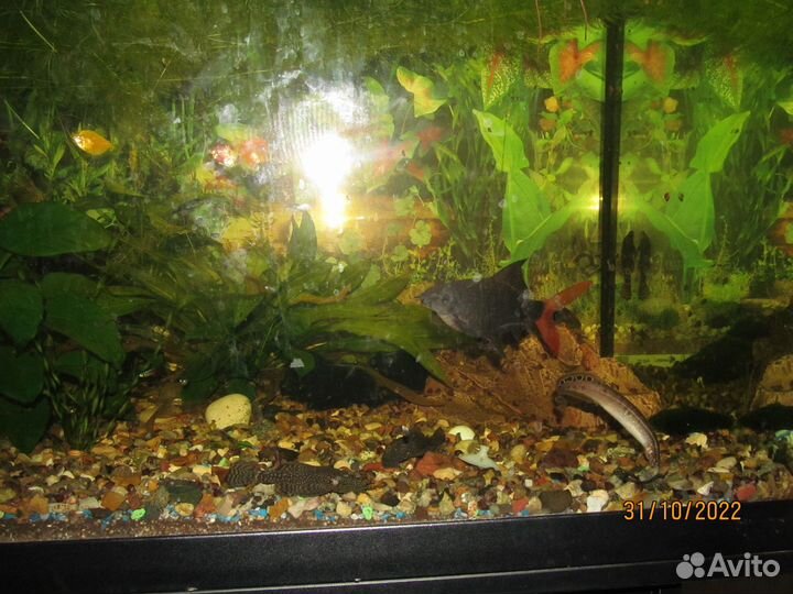 Аквариум