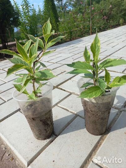 Вейгела вариегатная