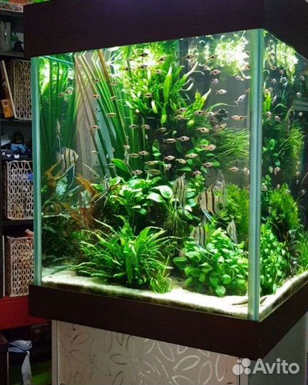 Аквариумные растения