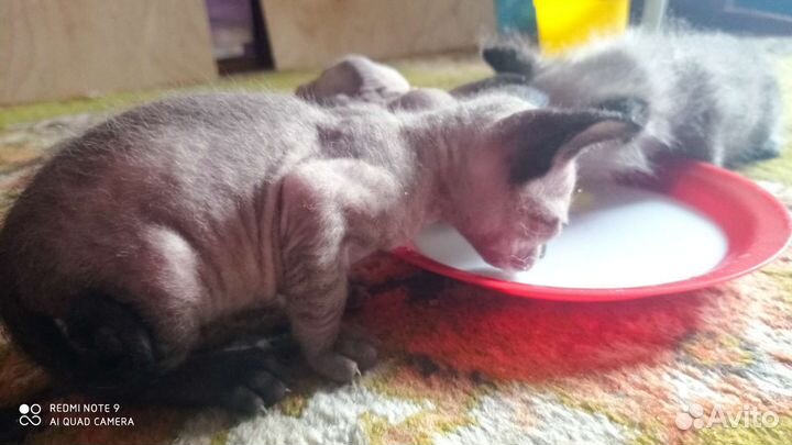 Велюровые котята