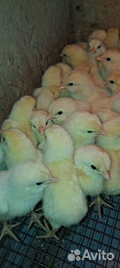 Петушки хайсекс Браун