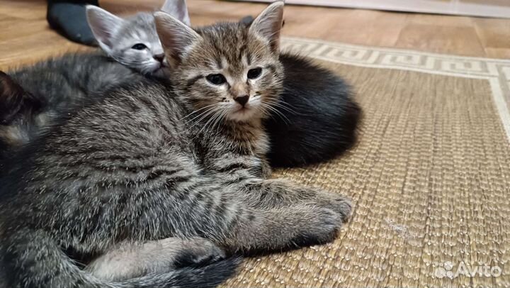 Котеночек