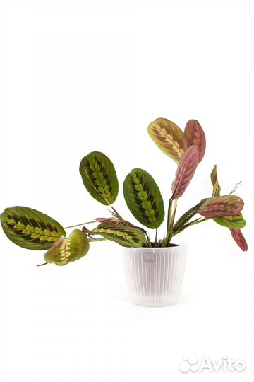 Маранта триколор в технологическом горшке
