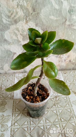 Излишки цветы