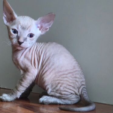 Донской сфинкс котёнок