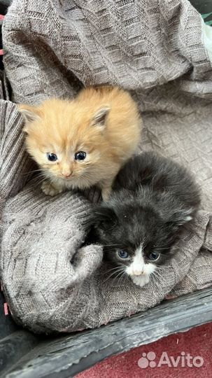Отдам котят в добрые руки