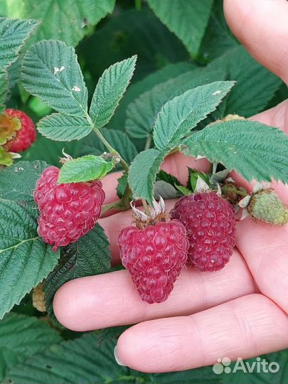 Саженцы красной малины