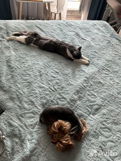 Котик в добрые руки