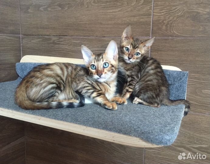 Тойгер- котик Рой и кошечка Рамила