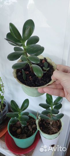 Толстянка денежное дерево