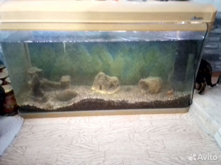 Аквариум с рыбками