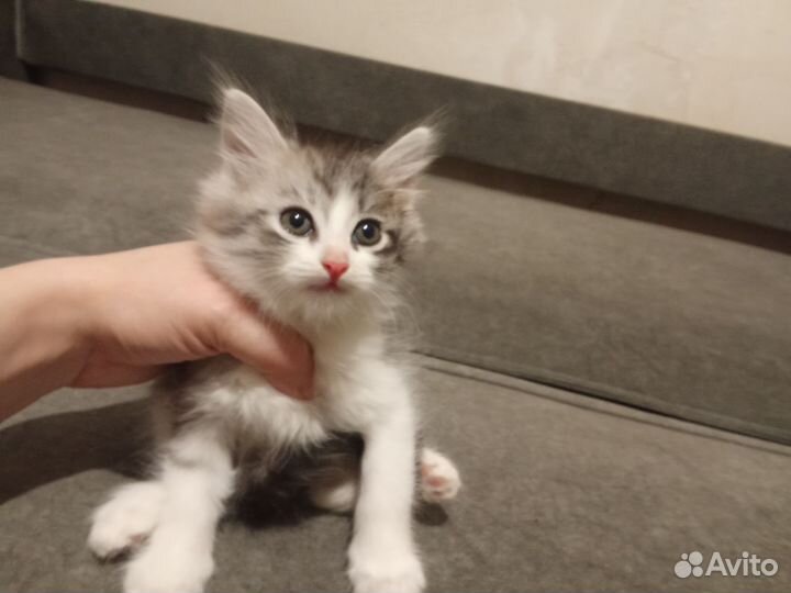 Помесь шотландской