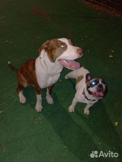 Выгул собак