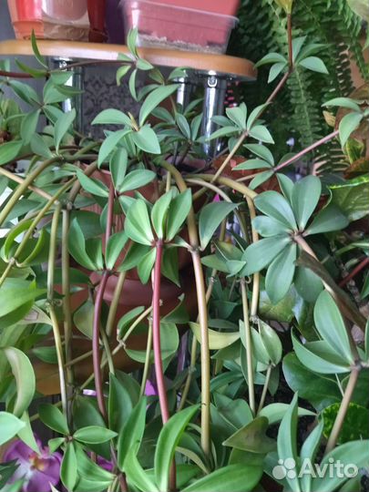 Пеперомия перескиелистная