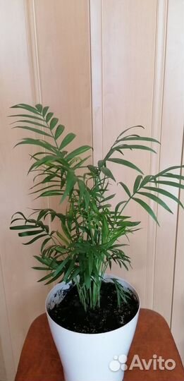 Пальма Хамедорея изящная