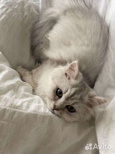 Передержка кошек