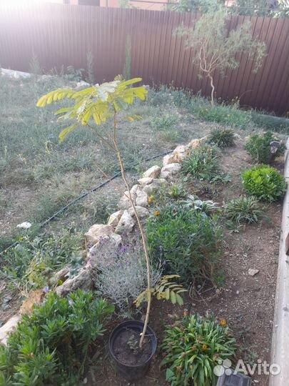 Альбиция ленкоранская, акация