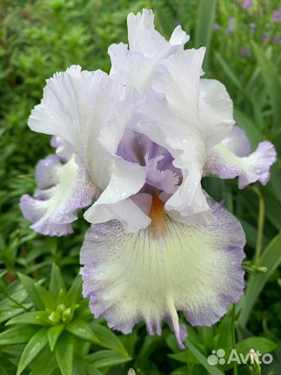 Парфюмные ирисы