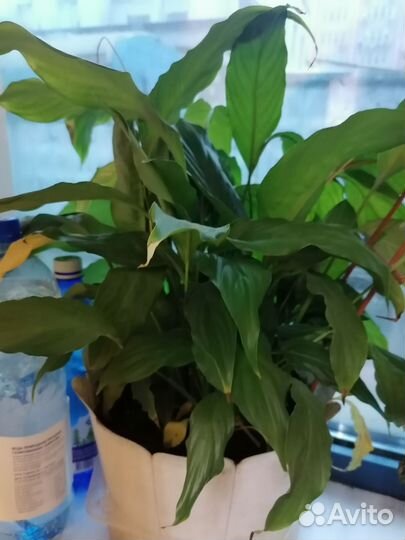 Спатифиллум (невеста)