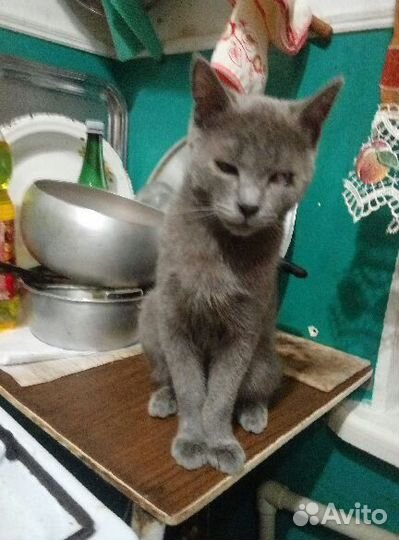 Русская голубая