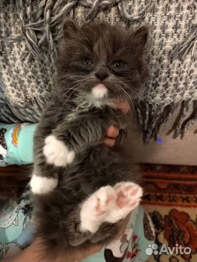 Котята от домашней кошки