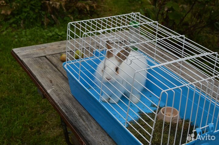 Декоративные кролики