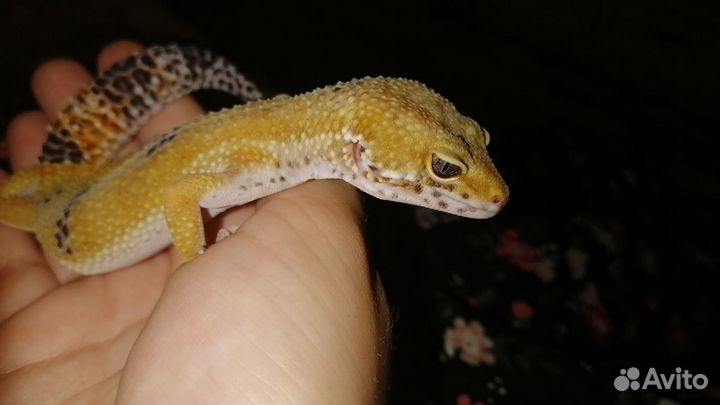 Ящерица эублефар