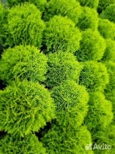 Шаровидные туи Тини Тим