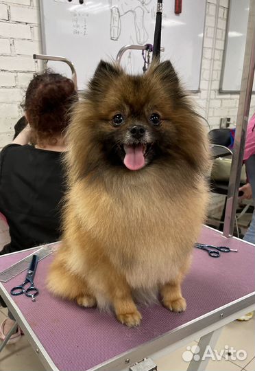 Груминг “CAt & DOg“